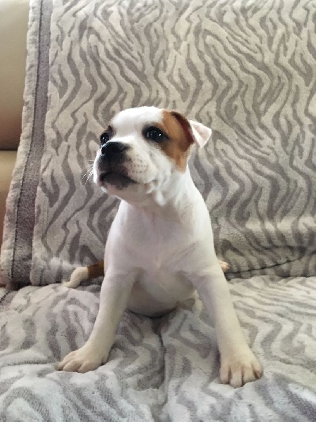 Des Gardiens Du Comtat - Staffordshire Bull Terrier - Portée née le 24/04/2016